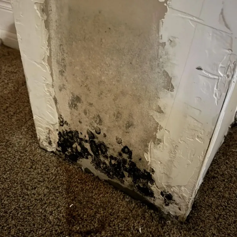 Professional Mold Removal in Albertville, MN